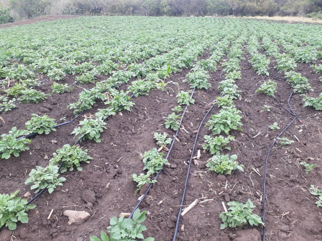 Solofruver Frutas y verduras Conoce como se cultiva la papa
