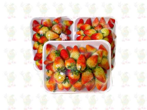 bandejas de fresa