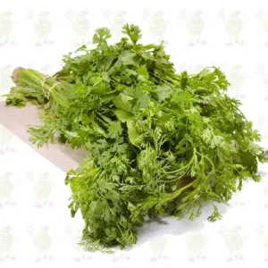 cilantro
