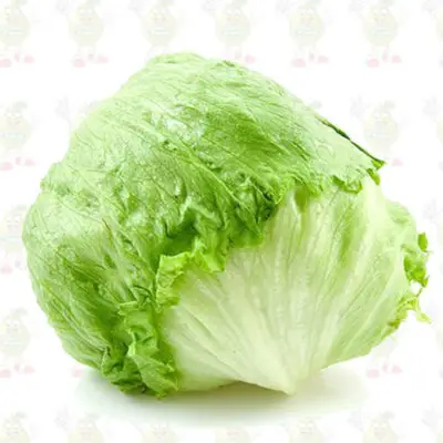 Lechuga Batavia
