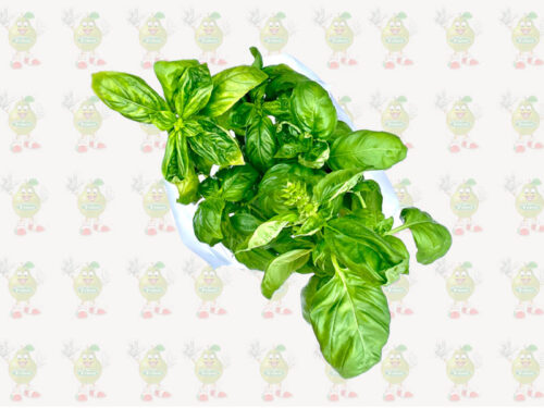 Albahaca genovesa Bandeja
