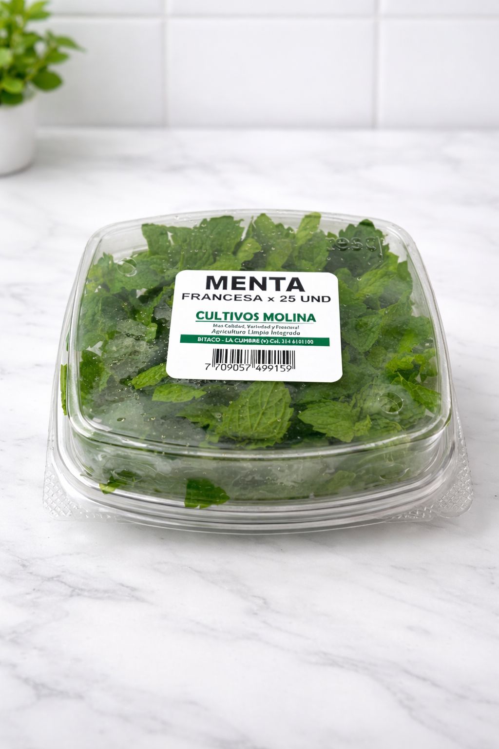 MENTA FRANCESA X25UND